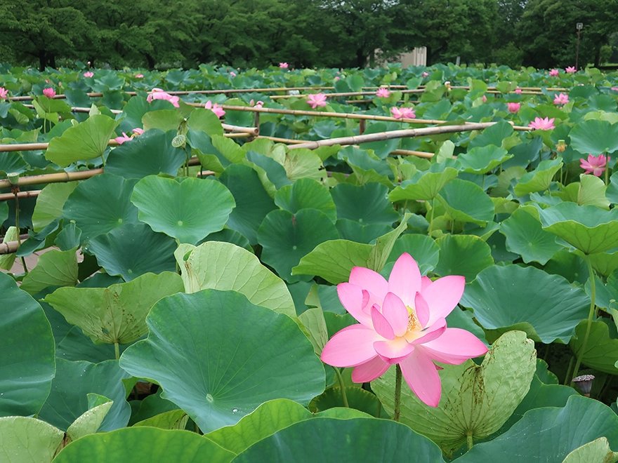 🌸 옛 엔유지 정원 (규엔유지테이엔) - 국가지정명승 이미지 4